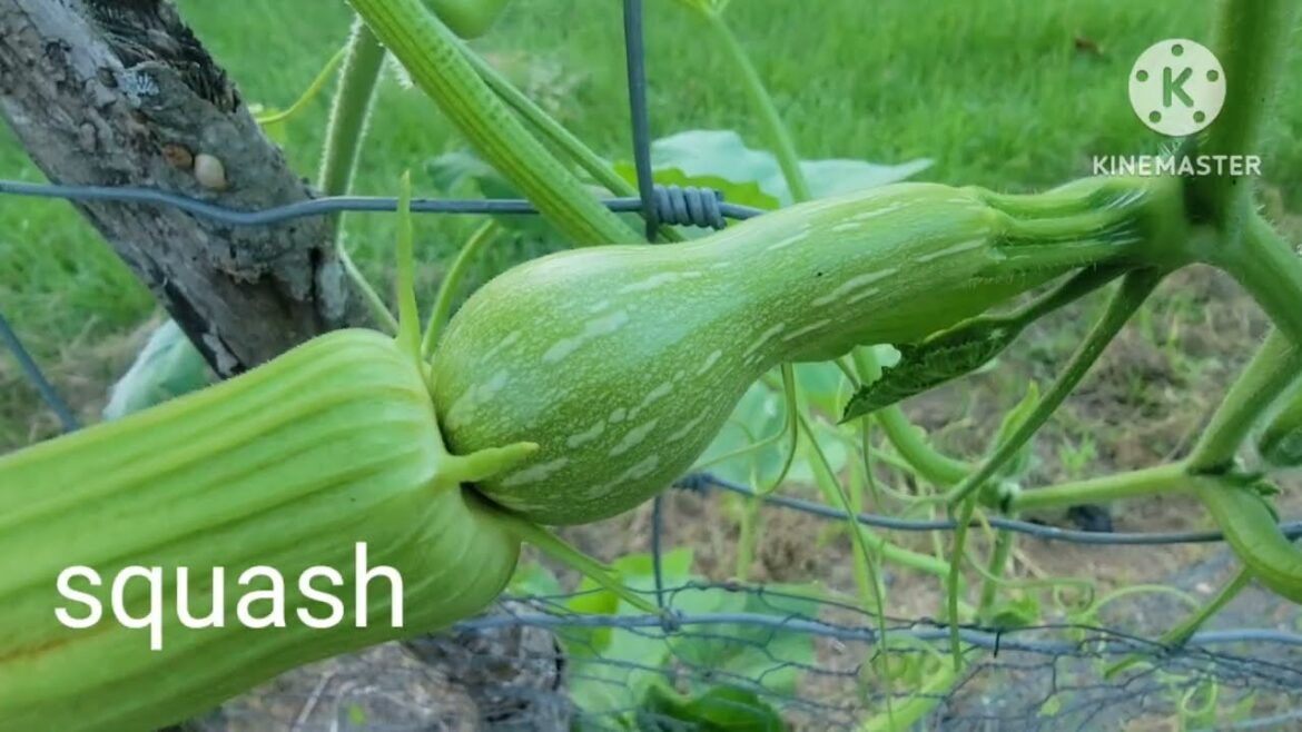 Healthy vegetables plants Update in our  backyard garden 2025. @ Wide Open Transit Farm