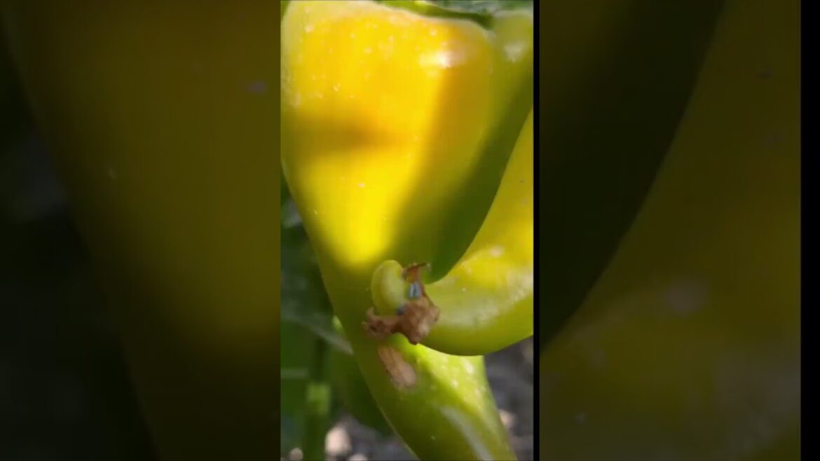 Bulgarian vegetable garden#shorts#short