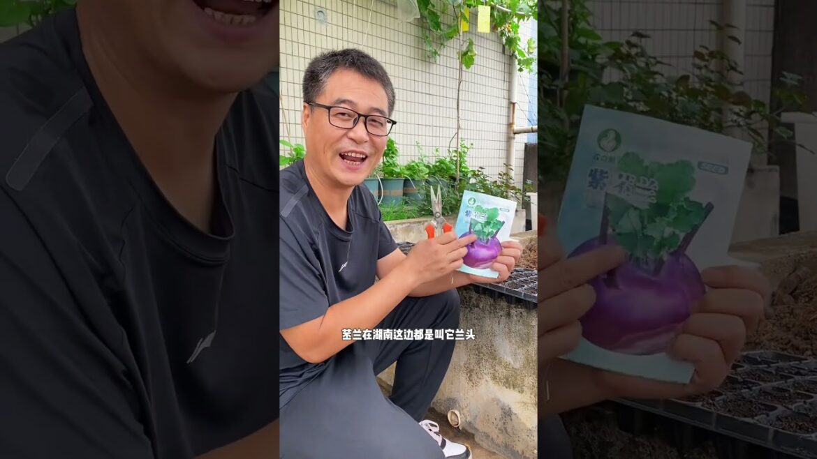 Rooftop Vegetable Garden #TheJoyofPickingVegetables
