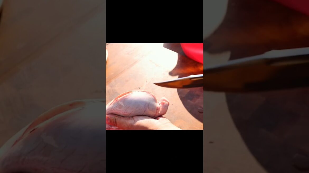 Lamb Balls Roll Recipe #lamb #balls #food #grilled #cooking