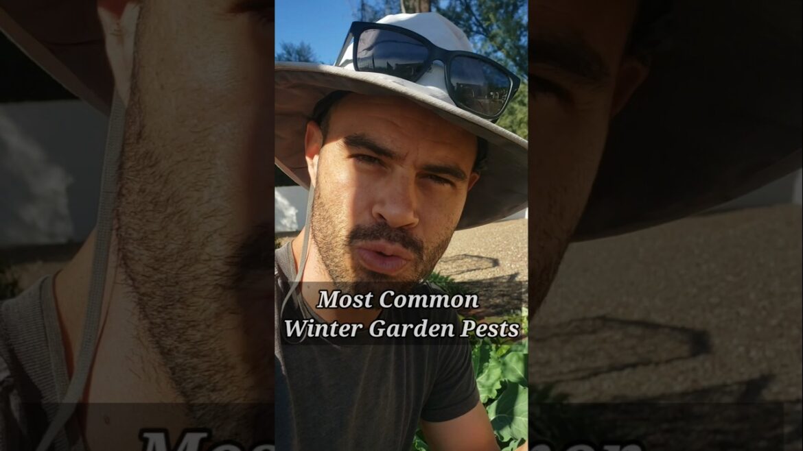 Watch Out for These Fall Vegetable Garden Pests!