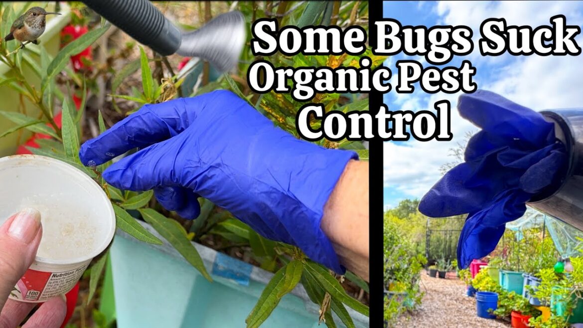 3 Organic PEST CONTROL Tips for Vegetable Garden & Gardening Flowers Cheap and Safe for Wild Birds