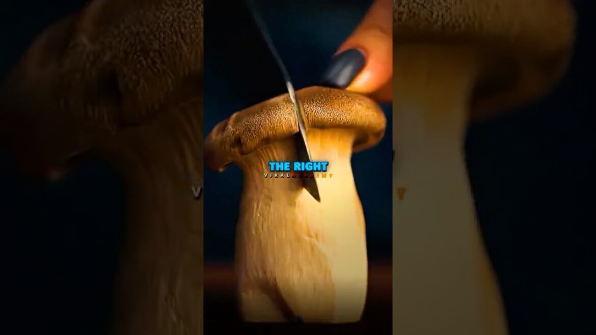 Joe Rogan’s Concern with Portobello Mushrooms Joe Rogan’s Concern with Portobello Mushrooms