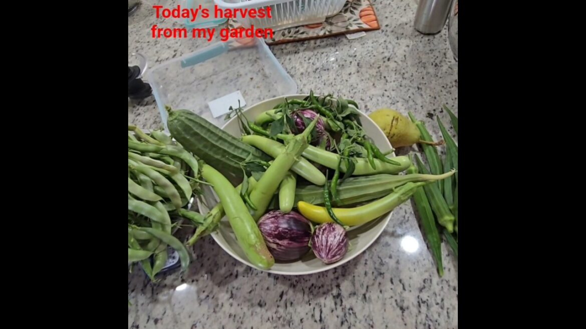 Today's harvest from my garden/ vegetables grown at my home