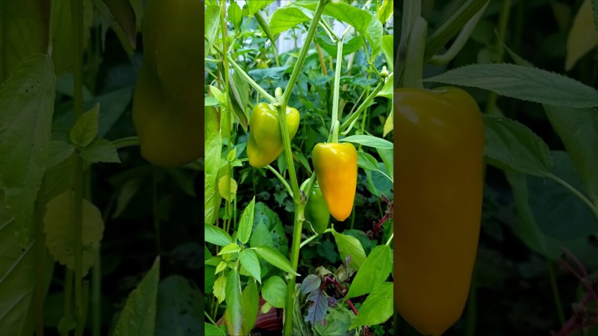 Mini sweet peppers to dark green pumpkin and more #pumpkin #vegetablegardening