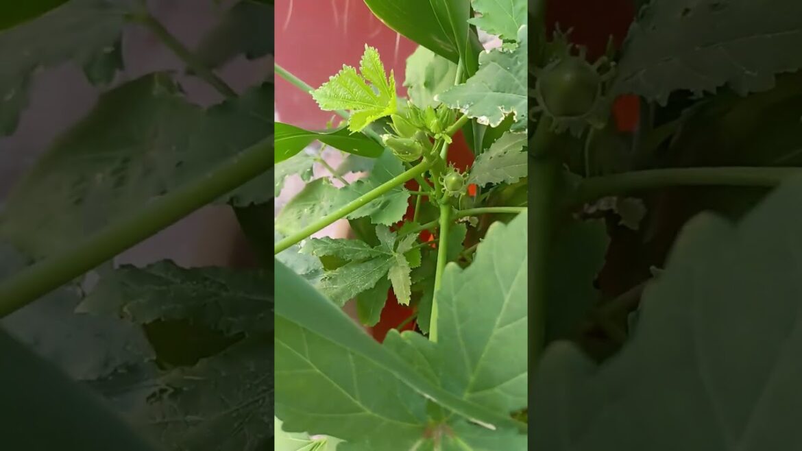 എൻറെ പൂച്ചട്ടിയിലെ പച്ചകറി കൃഷി #vegetablegarden #caribbeanliving #curacaovlog #organicvegetables