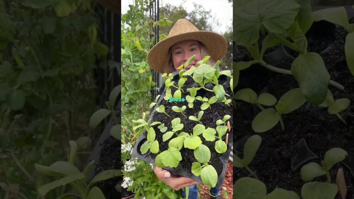 TRY THIS for pests in your garden.  #growveg #growsomefood #  #vegetablegardening #pests TRY THIS for pests in your garden.  #growveg #growsomefood #  #vegetablegardening #pests