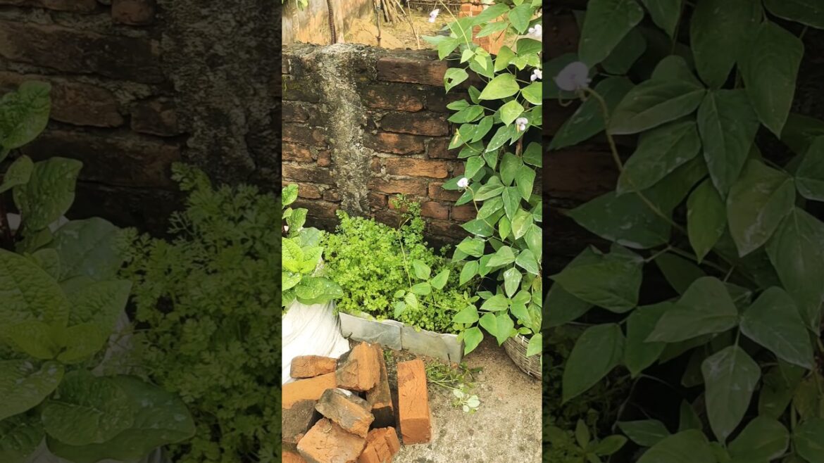 Growing vegetables | #garden #grow #coriander #gardening #vegetablegarden