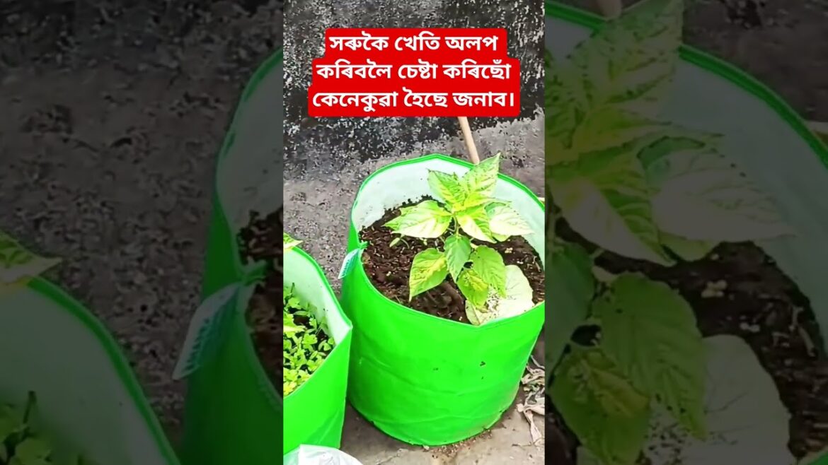 Small vegetable garden #shorts#shortsfeed #shortvideo