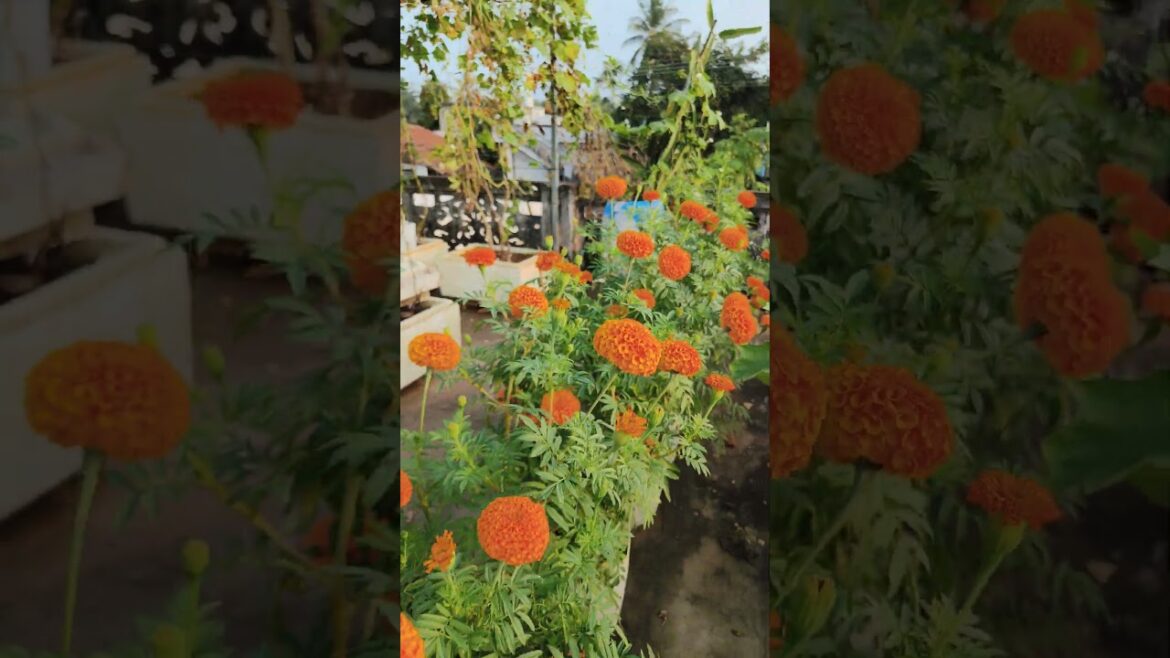 terrace garden #shortvideo #shorts #youtubeshorts #trending