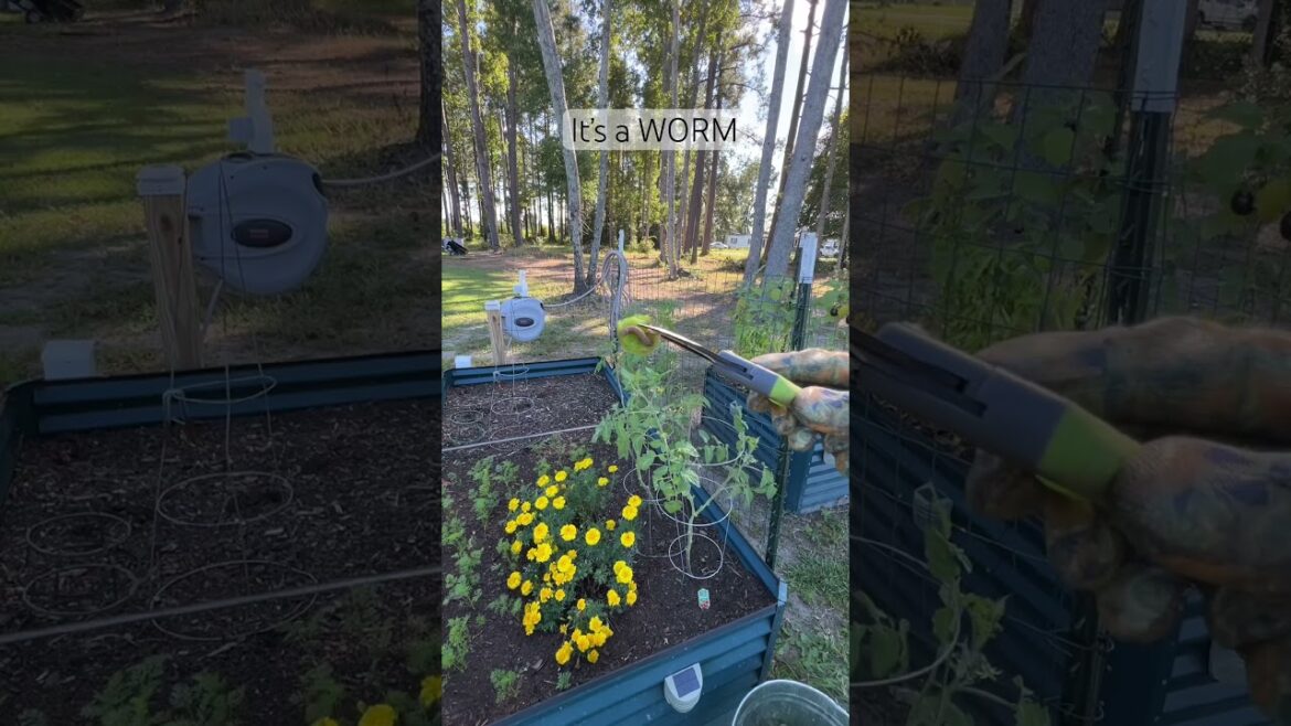 Worm? #youtubeshorts #vegetablegardening #gardening #growyourownfood #gardening #tomato Worm? #youtubeshorts #vegetablegardening #gardening #growyourownfood #gardening #tomato