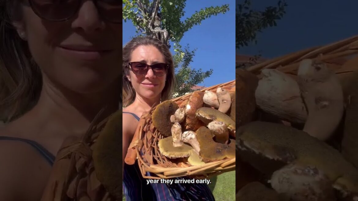 Mushrooms, Funghi! Love them? Or hate them? New trend for their medicinal qualities? Mushrooms, Funghi! Love them? Or hate them? New trend for their medicinal qualities?