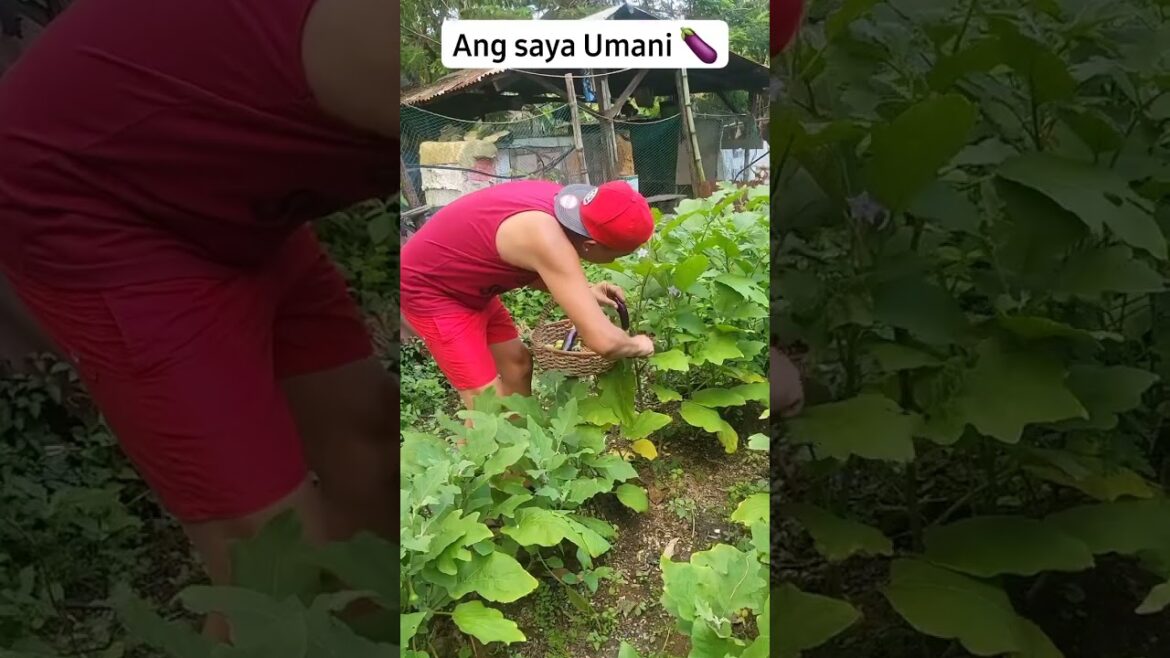 Backyard Vegetable Gardening ♥️ #hermiesonajo #shorts  #fyp