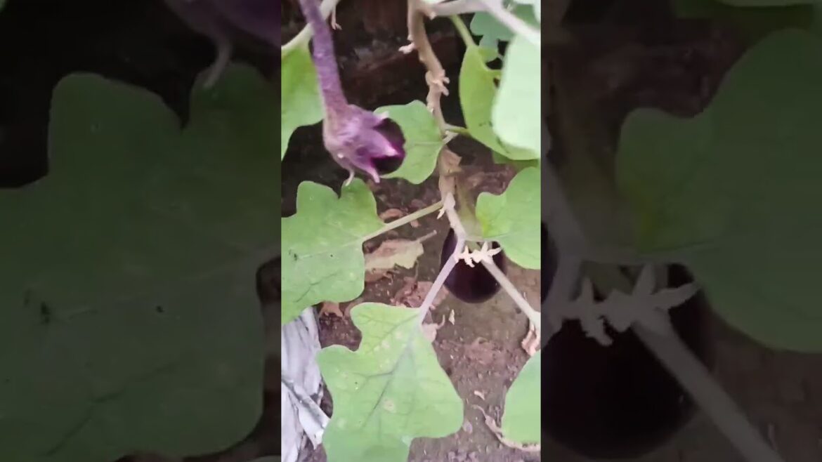 Baigan ke paudhe mein fir se baigan aana start hoge||#shorts #baigan #gardening