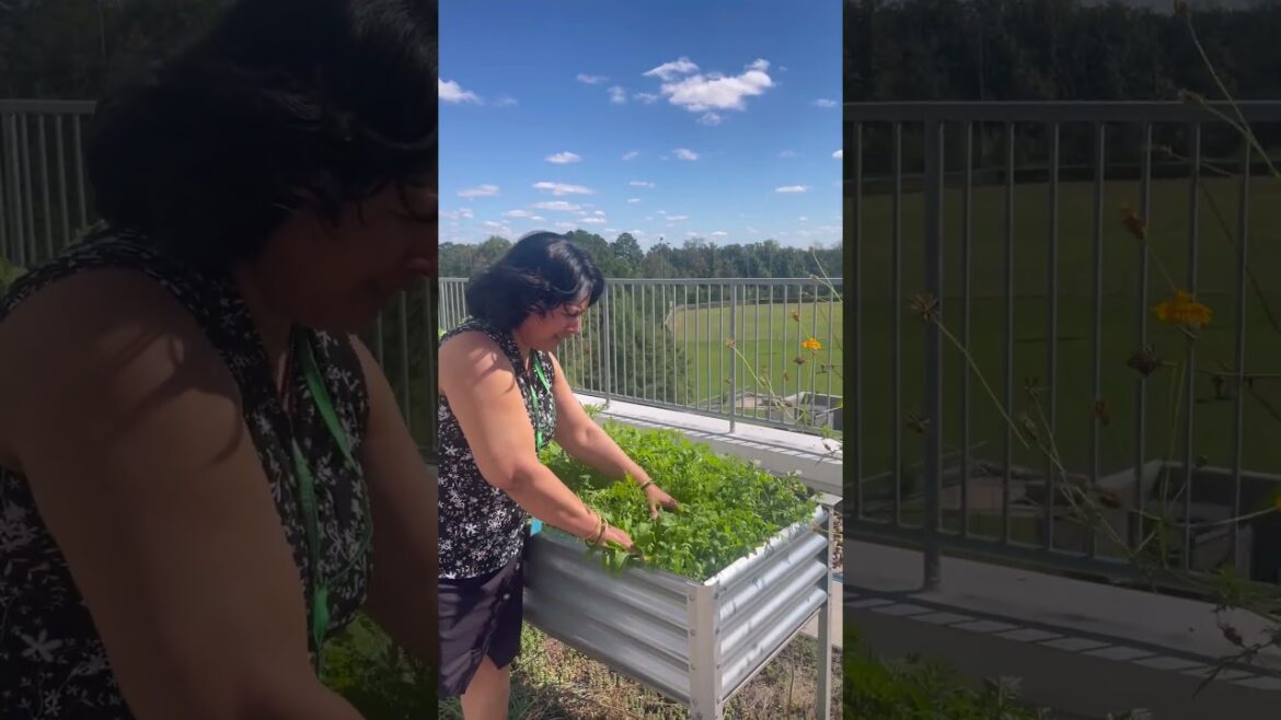 Vegetable Garden in school Terrace @Richmond Virginia USA.