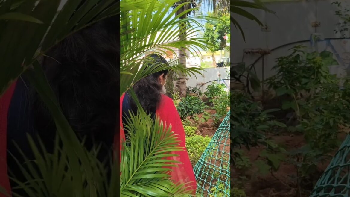 #Homegarden #garden #gardening ##vegetables