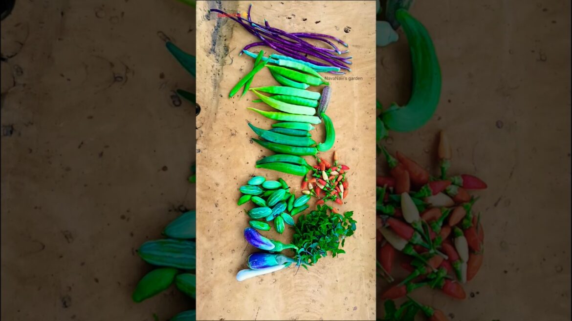 vegetablegarden#gardening #youtubeshorts#terracegarden #trendingshorts#viralshort #organicgarden