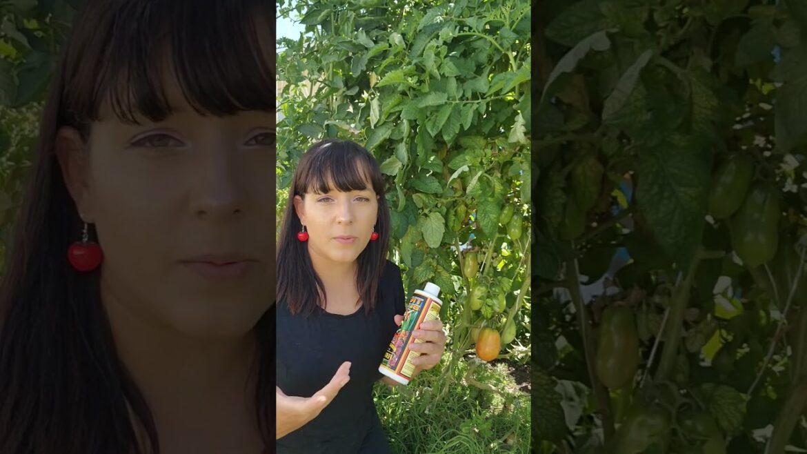 Fertilization Secret: Get Insane Tomato, Pepper & Eggplant Yields! #gardeningtips #homegarden #grow Fertilization Secret: Get Insane Tomato, Pepper & Eggplant Yields! #gardeningtips #homegarden #grow
