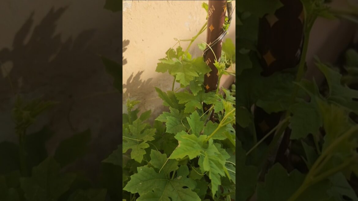 പാവൽ  plant  # vegetable garden #new season