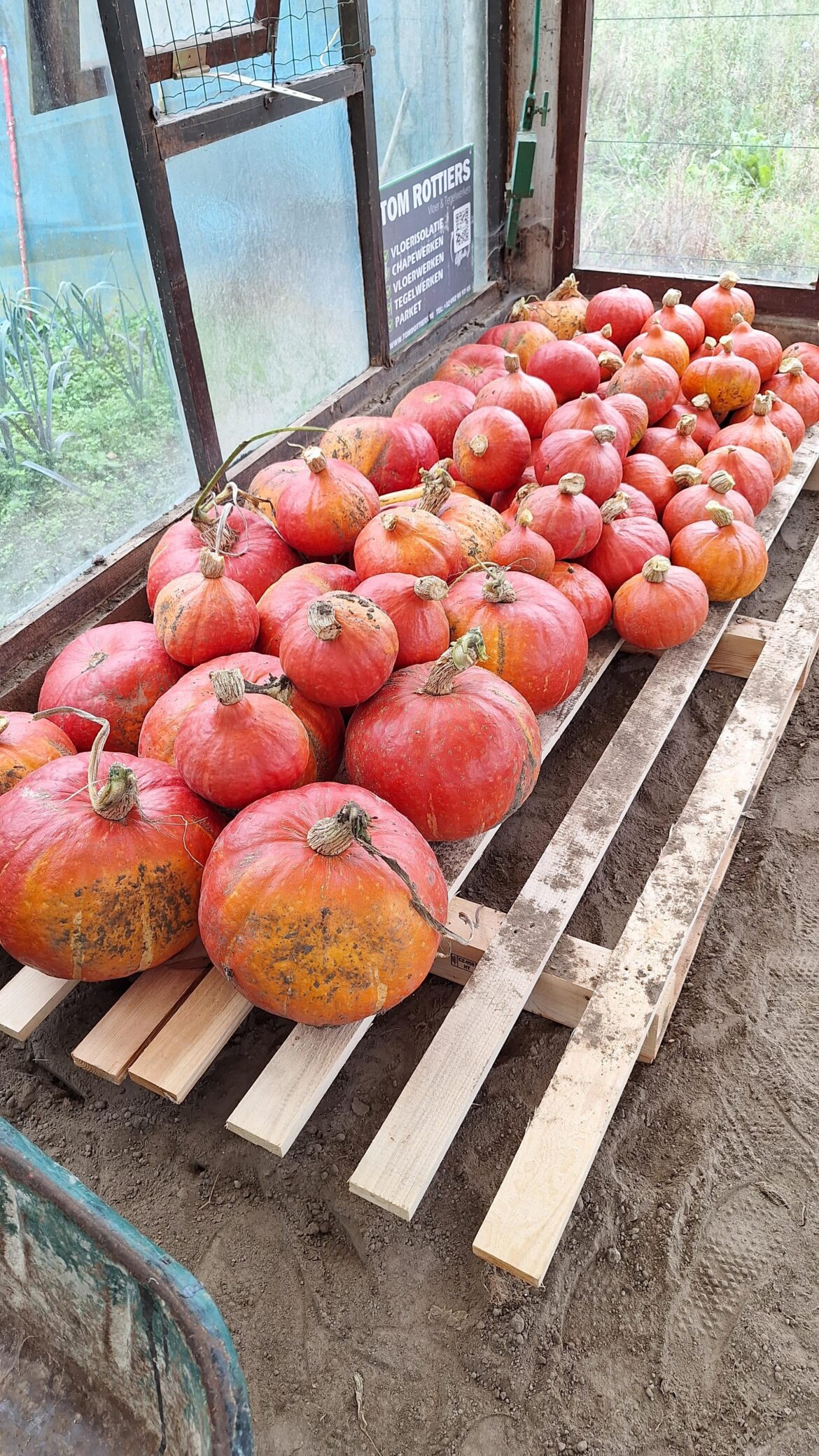 Some of our hokkaido pumpkins got bigger than they're supposed to.
