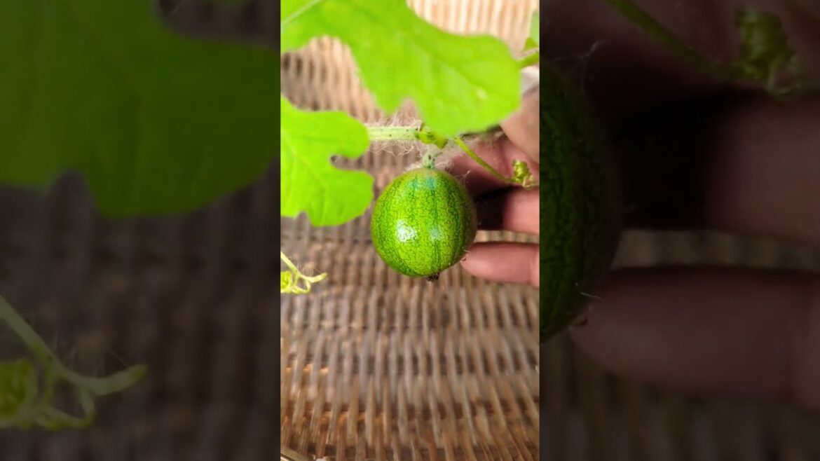 Last Watermelon for this year ! 2023 Growing in greenhouse #garden #watermelon  #vegetablegardening Last Watermelon for this year ! 2023 Growing in greenhouse #garden #watermelon  #vegetablegardening