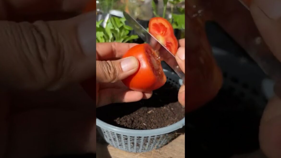 Tips for sowing tomatoes from fruit #tomatoes #grow #farming #garden #gardening #harvest