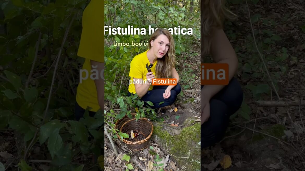 Fistulina hepatica (Limba boului) - "vită vegană"