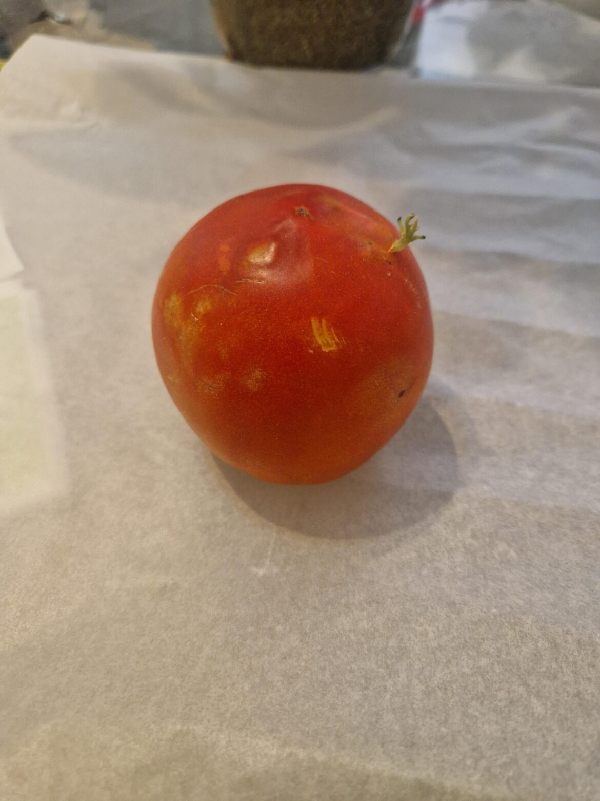 My tomato sprouted while i forgot it on the table