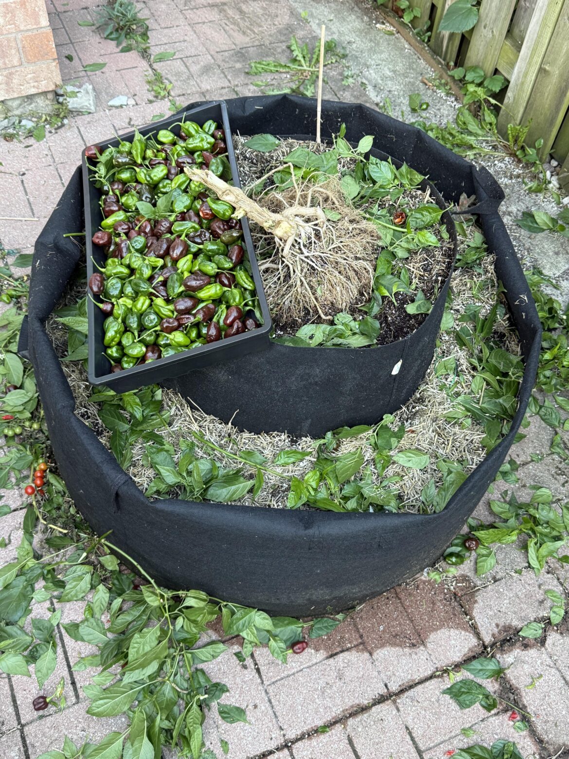 1100+ Chocolate Habanero -rip