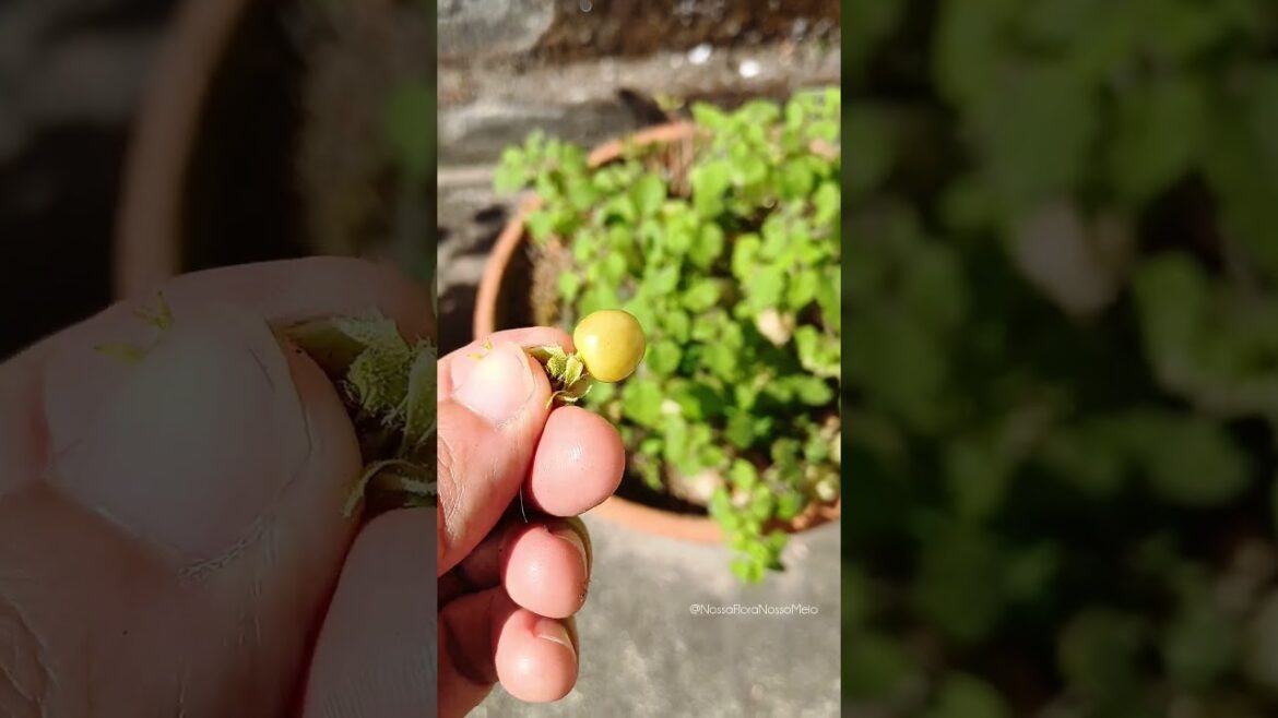 Uma frutinha deliciosa e rica em nutrientes