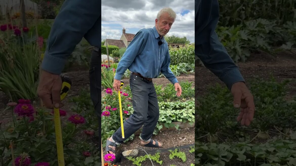 Vegetable Spacings – For Efficient Use of Space and Long-Term Growth