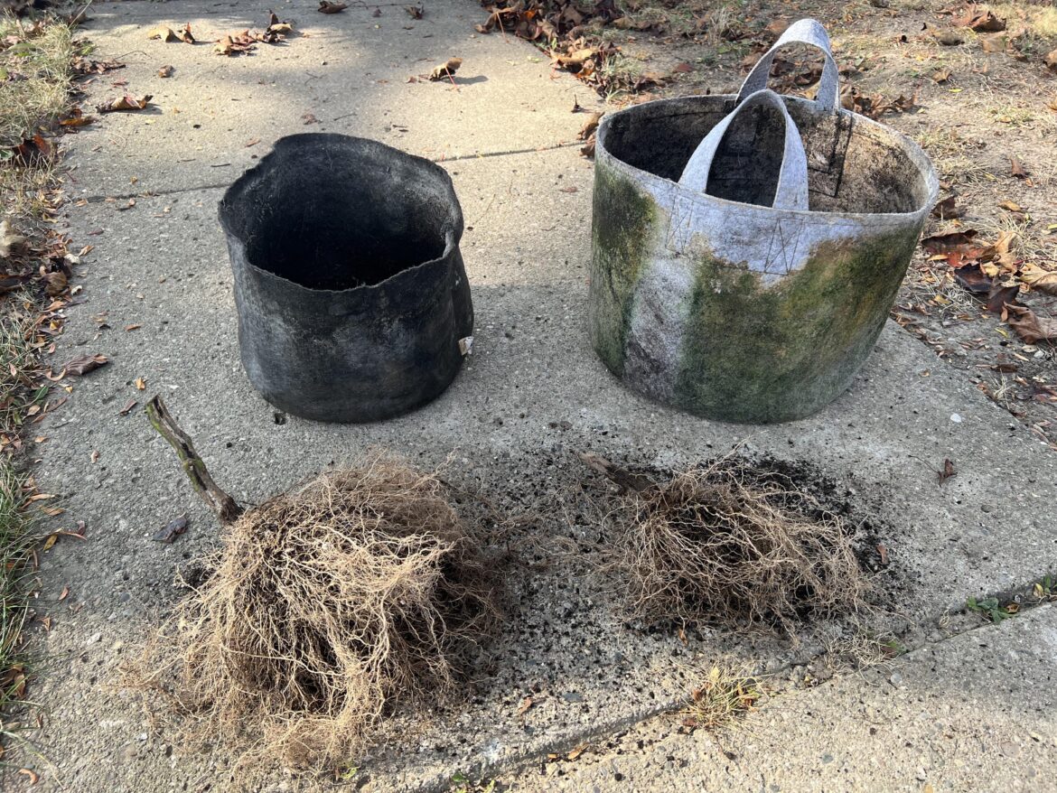 5 gal vs 10 gal Sun Gold’s 5 gal vs 10 gal Sun Gold’s