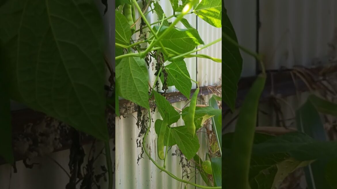 #beans #beansrecipes  #tasty#rajmachawal #homemade #garden #eveningsnacks #dinnerrecipe#greenbeans