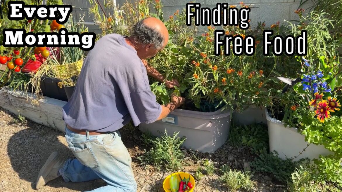 Vegetable Garden Grows ALL YEAR Food We Need for Health Container Gardening & in Ground & Dog Kennel