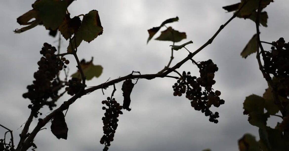 California grape farmers abandon fields as local wine struggles
