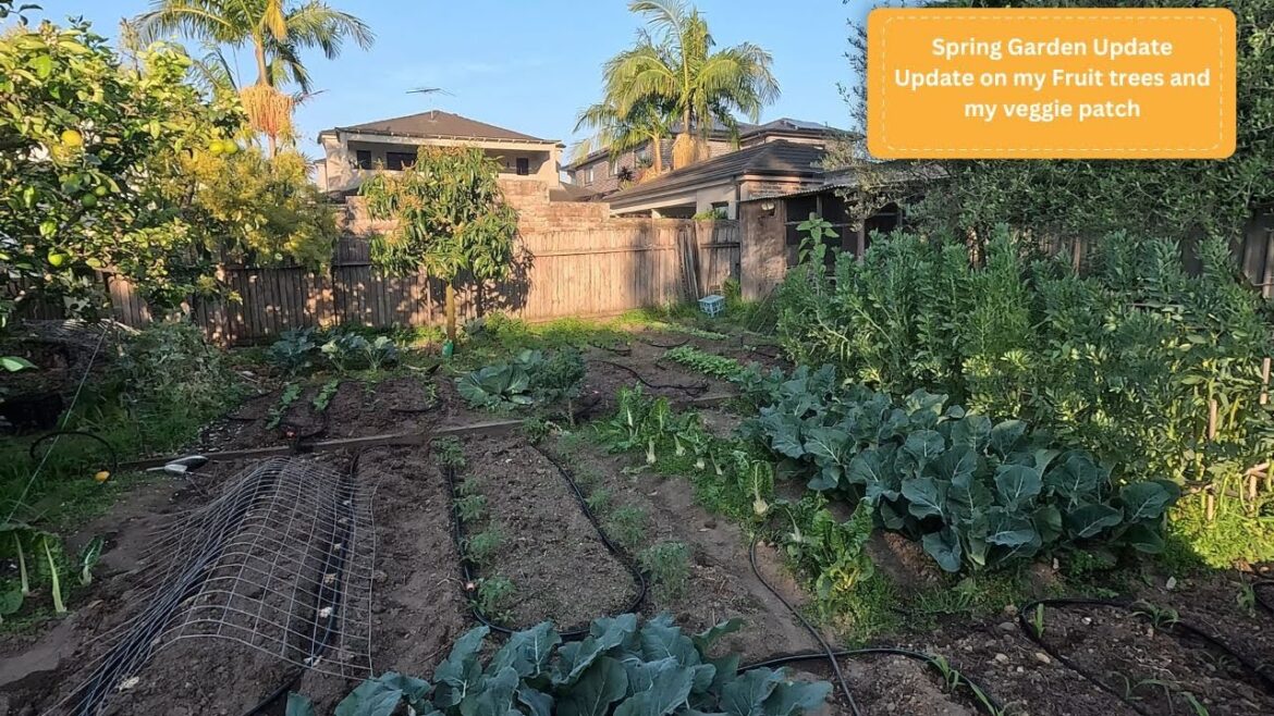 Spring vegetable garden update