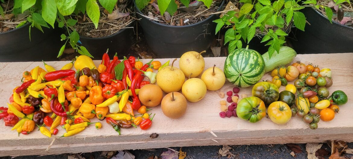 Late October Harvest
