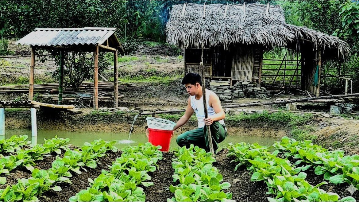 Reviving the Abandoned House: CEO's vegetable garden, raise fish. Trieu Ba
