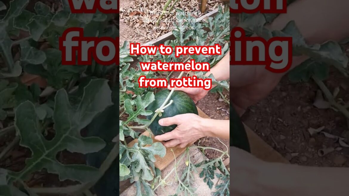 Garden tips 24 - How to prevent watermelon from rotting #watermelon #vegetablegarden #gardentips