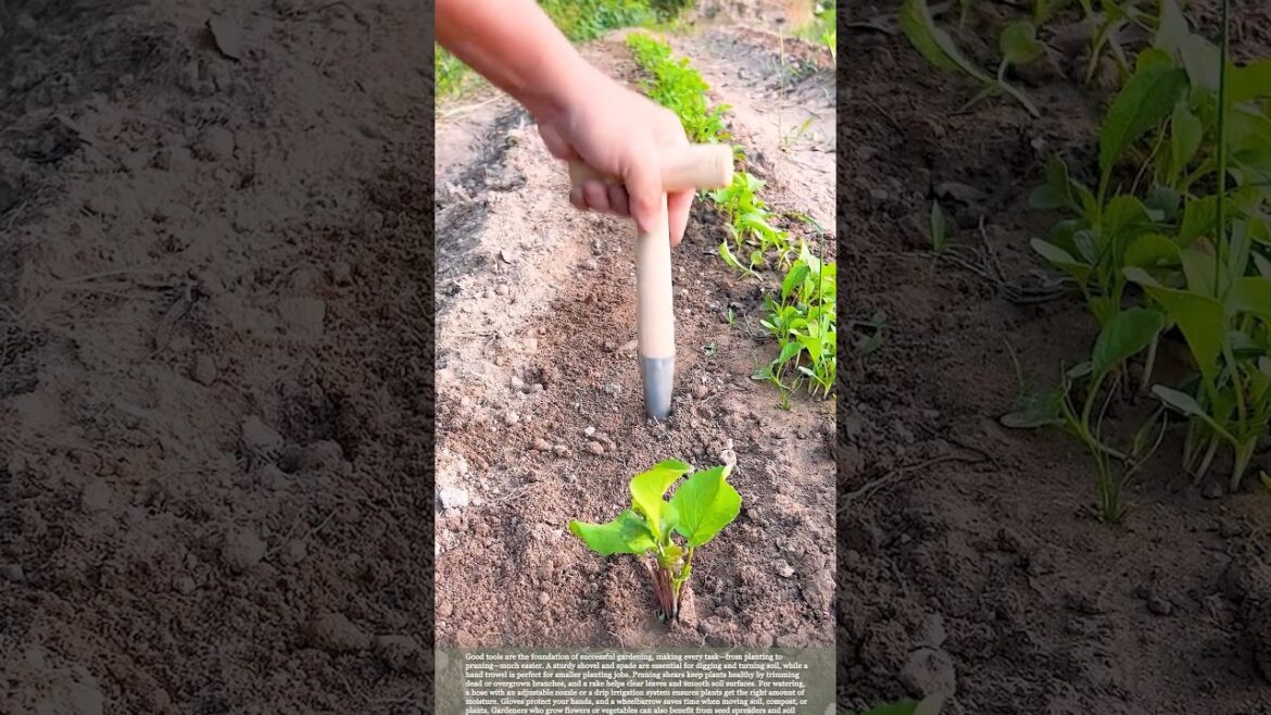 The Best Equipment for Easy and Productive Vegetable Planting #gardeningtips #farming