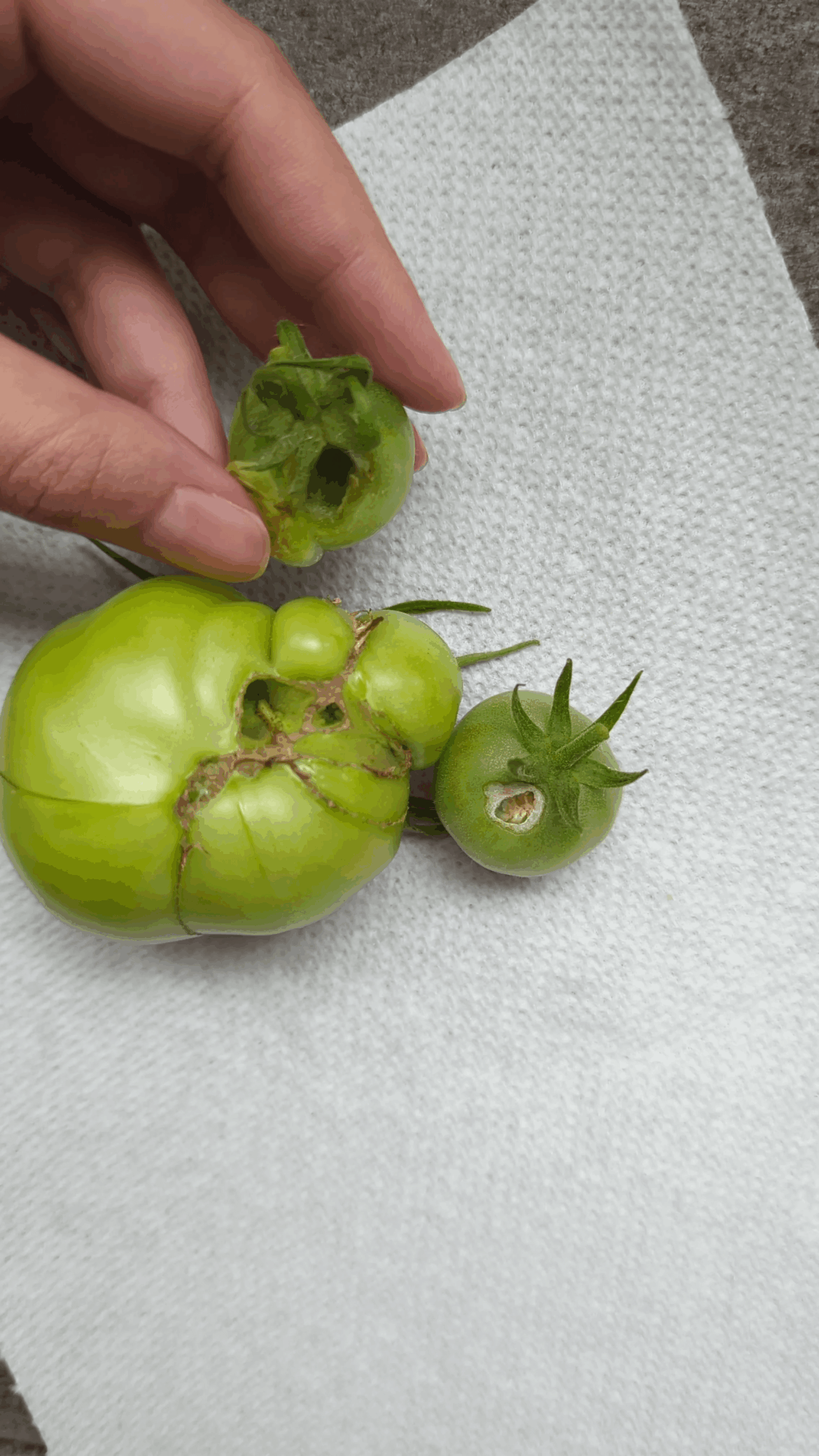 What are these holes in my tomatoes? I can't seem to find any bugs/worms inside.
