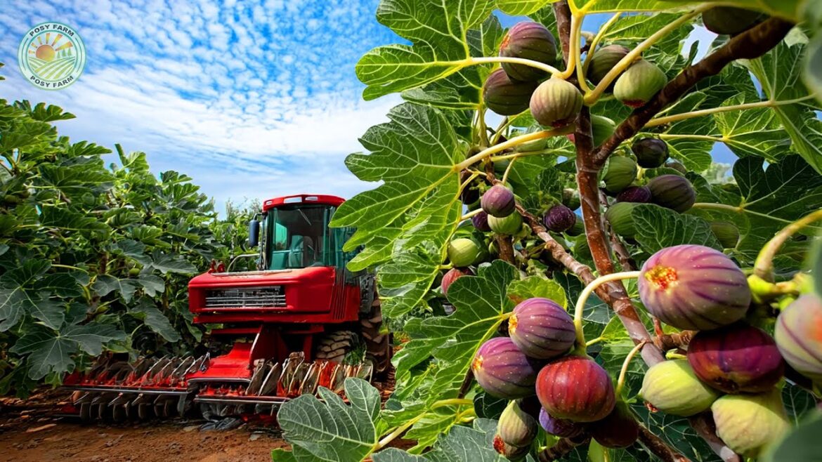 How Turkish Farmers Grow and Harvest Millions of Figs - Amazing Turkish Farming