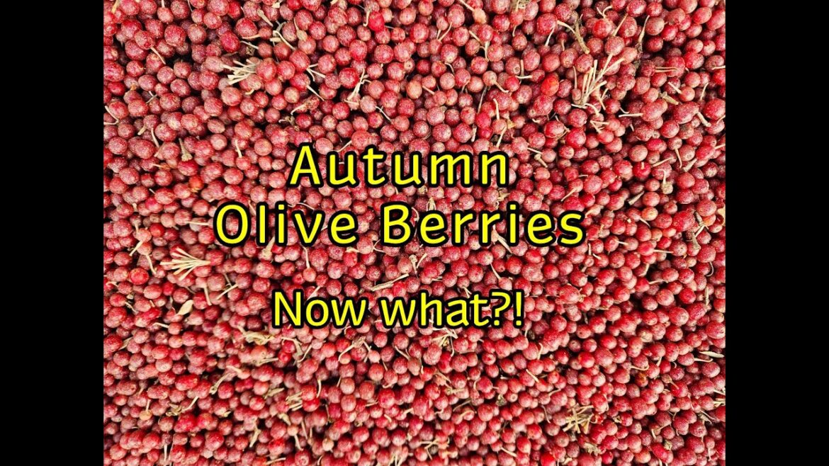 Autumn Olive Berry Recipe Ideas!