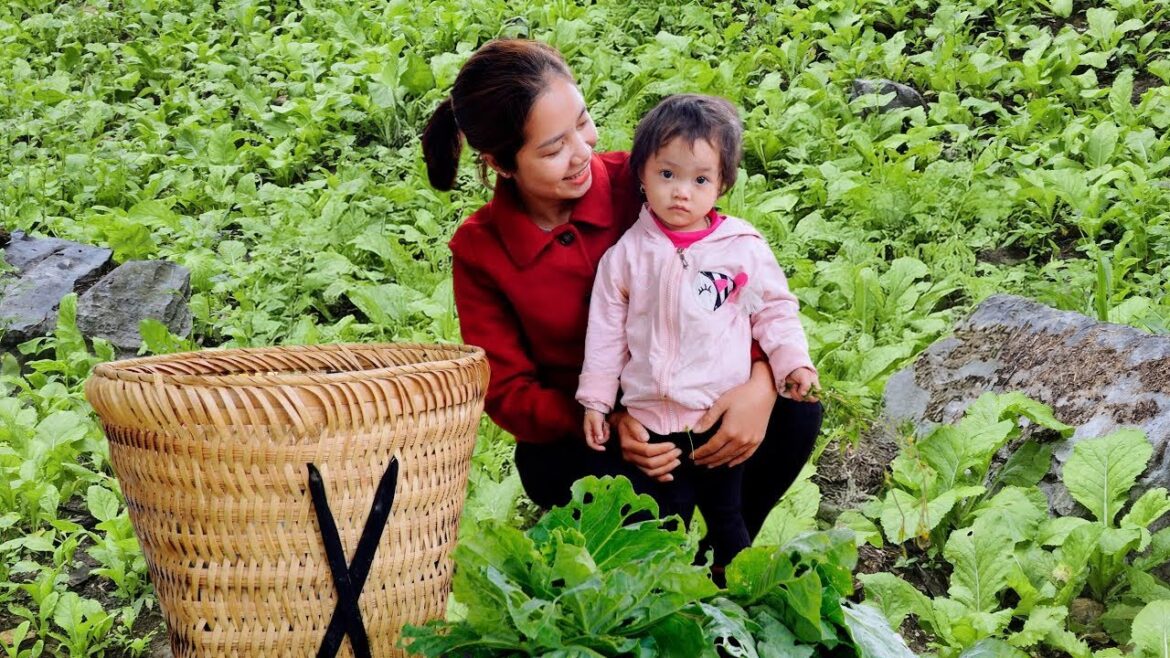 Harvesting Organic Vegetable Garden In Front Of House Goes To Market Sell,Buy new vegetable to plant