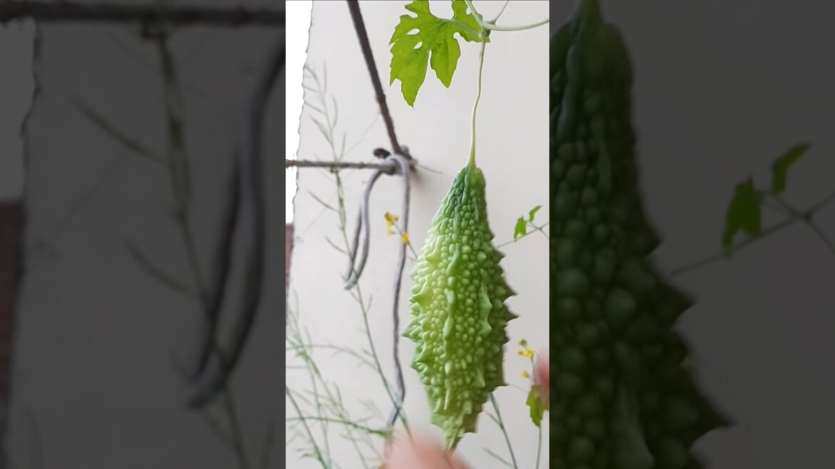 karela ki harvesting #food #viral #plants #trending #garden #gardening #balconygardening