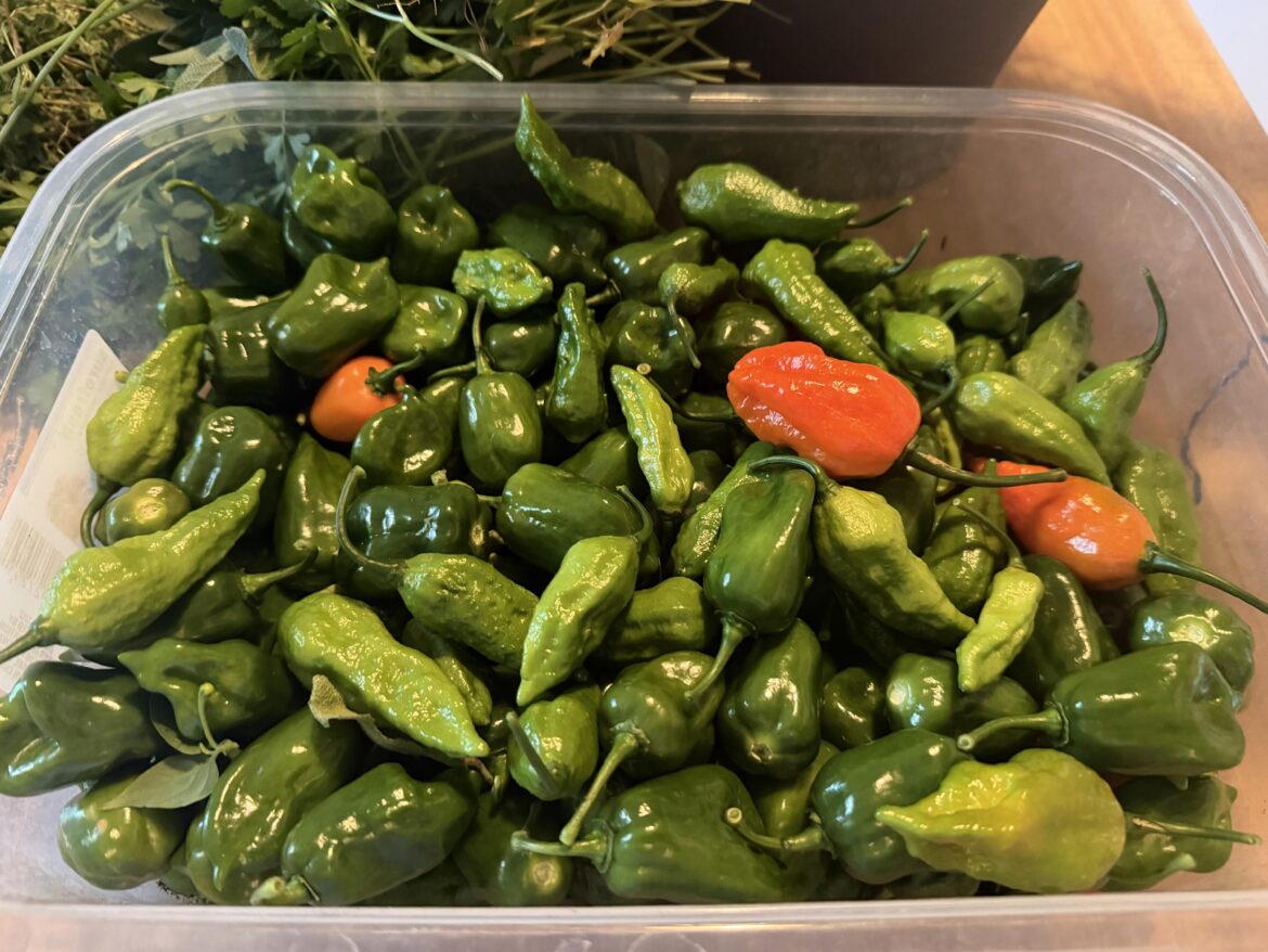 First year doing my own peppers this year and I had a good harvest. Picked the last of  my peppers but a lot aren’t ready yet. Will they ripen inside?