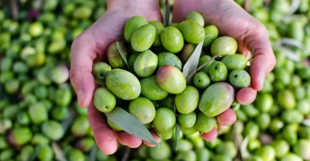 Syria’s olive yields plunge as heatwaves bite Syria’s olive yields plunge as heatwaves bite