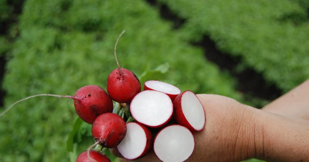 French radish piques grower interest | Article French radish piques grower interest | Article