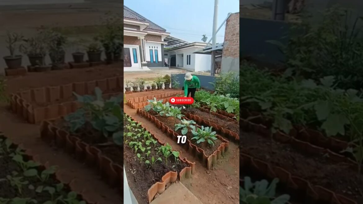 He Turned His Backyard Into a Beautiful Vegetable Garden | Creative Farming Idea