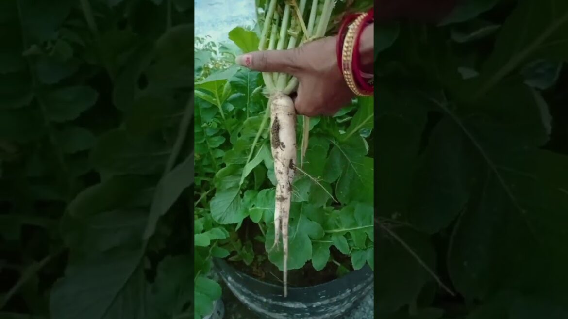 #vegetable#gardening#home#special#radish#trending#shorts